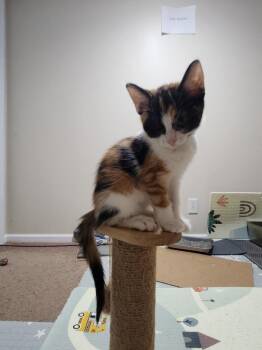 America (bonded to Firecracker) -  Domestic Short Hair Cat for Adoption in Wheaton, Illinois - America (bonded To Firecracker) | PetCurious