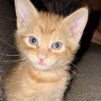 Corn Nut -  Domestic Short Hair Cat for Adoption in Lincoln, California - Corn Nut | PetCurious