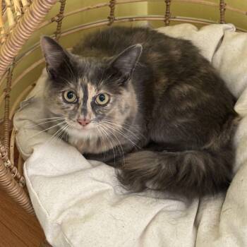 Lucy Lou -  Domestic Medium Hair Cat for Adoption in Andover, Connecticut - Lucy Lou | PetCurious