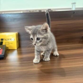 Aloo Tikki -  American Shorthair Cat for Adoption in Livingston, Texas - Aloo Tikki | PetCurious
