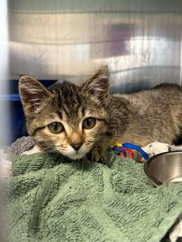 Rescue Domestic Short Hair Cats for Adoption in Warren, Ohio - Lola | PetCurious