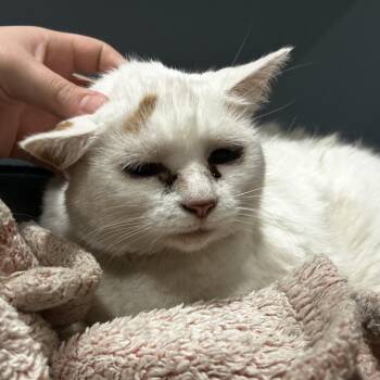 Lucy -  Domestic Short Hair Cat for Adoption in Chattanooga, Tennessee - Lucy | PetCurious