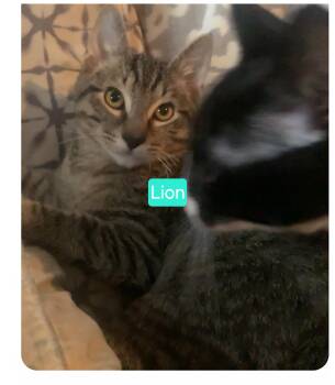 Domestic Short Hair Cats Available for Adoption - Lion | PetCurious