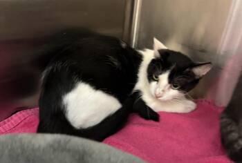Excavator -  Domestic Short Hair Cat Available for Adoption in Fort Worth, Texas - Excavator | PetCurious