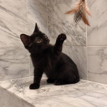 Superstar -  Domestic Short Hair Cat for Adoption in Gibsonia, Pennsylvania - Superstar | PetCurious