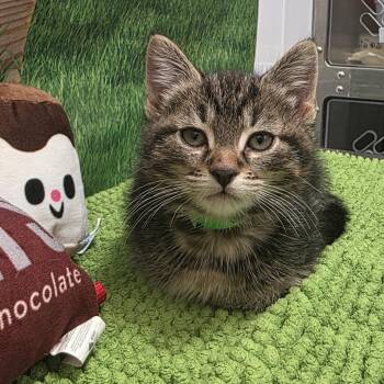 Caramel -  Domestic Short Hair Cat for Adoption in Fort Wayne, Indiana - Caramel | PetCurious
