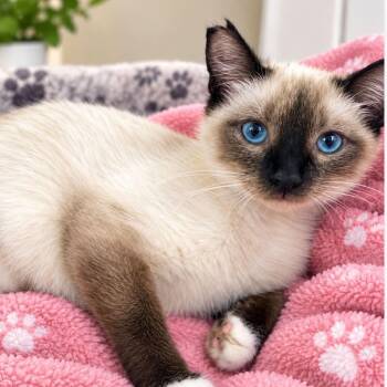 Latte -  Siamese Cat for Adoption in Brentwood, Missouri - Latte | PetCurious