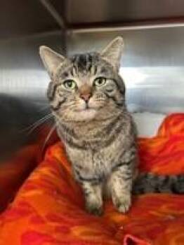 Domestic Short Hair Cats Available for Adoption - Yosemite | PetCurious