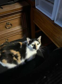 Rescue Domestic Short Hair Cats for Adoption in Plymouth, Minnesota - Coral | PetCurious