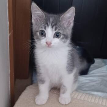 Rocky -  Domestic Short Hair and Tabby Cat for Adoption in Bolingbrook, Illinois - Rocky | PetCurious