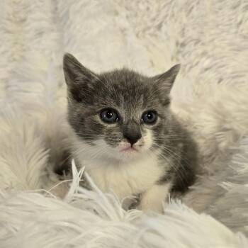 Domestic Short Hair Cats Available for Adoption - Artemis In Parsonsburg, MD | PetCurious