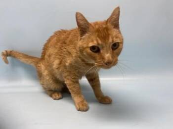 Twister -  Domestic Short Hair Cat for Adoption in Golden Valley, Minnesota - Twister | PetCurious