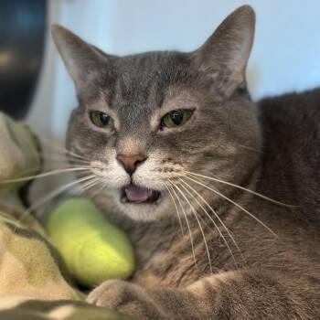 Marmoset -  Domestic Short Hair Cat for Adoption in Chicago, Illinois - Marmoset | PetCurious