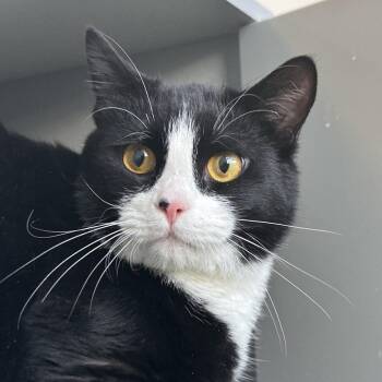 Oscar -  American Shorthair Cat for Adoption in Franklin, Tennessee - Oscar | PetCurious