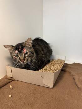 TORVALD -  Domestic Short Hair Cat for Adoption in Indianapolis, Indiana - TORVALD | PetCurious