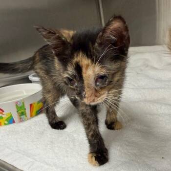Hailee -  Domestic Medium Hair Cat for Adoption in Lake Panasoffkee, Florida - Hailee | PetCurious