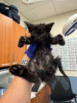 Rescue Domestic Short Hair Cats for Adoption in Doral, Florida - LUNAR | PetCurious