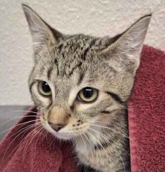 Domestic Short Hair Cats Available for Adoption - Blossom | PetCurious