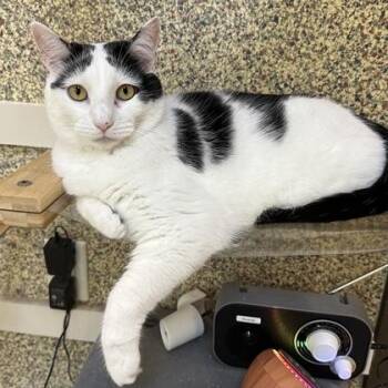 Avery -  Domestic Short Hair Cat for Adoption in Merriam, Kansas - Avery | PetCurious