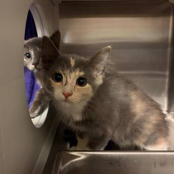 Oasis -  Domestic Short Hair Cat for Adoption in Council Bluffs, Iowa - Oasis | PetCurious