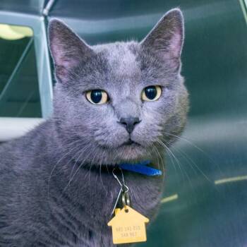 PERRO -  Domestic Short Hair Cat Available for Adoption in St. Louis, Missouri - PERRO | PetCurious