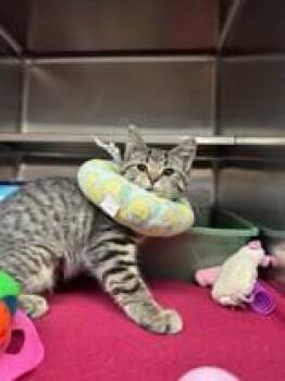 Lucky -  Domestic Short Hair Cat for Adoption in Manitowoc, Wisconsin - Lucky | PetCurious