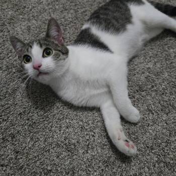 Haven -  Domestic Short Hair Cat for Adoption in Sedalia, Missouri - Haven | PetCurious