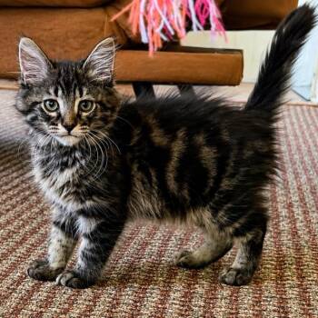 Dante -  Domestic Medium Hair and Domestic Short Hair Cat for Adoption in Chesapeake, Virginia - Dante | PetCurious