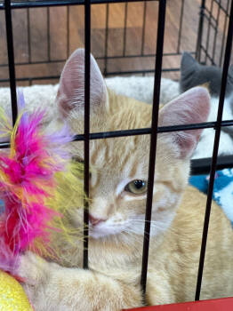 Rescue Domestic Short Hair Cats for Adoption in Calgary, Alberta - Snicklefritz | PetCurious