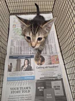 BOO -  Domestic Short Hair Cat for Adoption in Fort Lauderdale, Florida - BOO | PetCurious