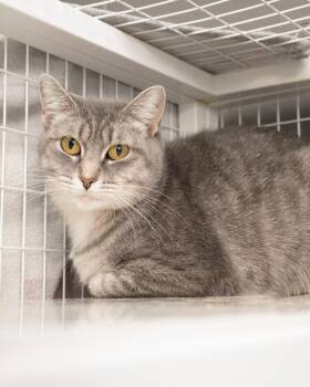 Firebolt -  Domestic Short Hair Cat for Adoption in Boone, Iowa - Firebolt | PetCurious