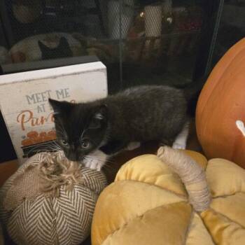 Dolly Parton -  Domestic Short Hair Cat for Adoption in Tampa, Florida - Dolly Parton | PetCurious