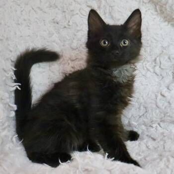 Magic -  Maine Coon and Domestic Long Hair Cat for Adoption in St. Augustine, Florida - Magic | PetCurious