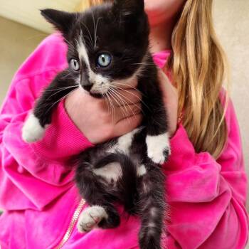Spot -  Domestic Short Hair Cat for Adoption in Grantsville, Utah - Spot | PetCurious