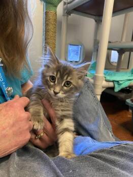 Emmett -  Domestic Long Hair Cat for Adoption in Salinas, California - Emmett | PetCurious