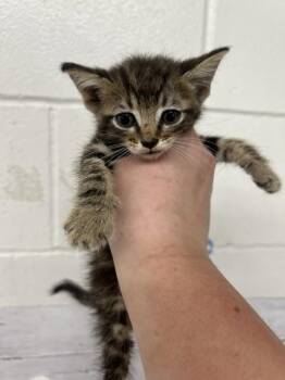 ATREYU -  Domestic Medium Hair Cat for Adoption in San Bernardino, California - ATREYU | PetCurious