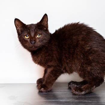 Onyx -  Domestic Short Hair Cat for Adoption in Hattiesburg, Mississippi - Onyx | PetCurious