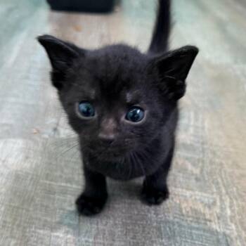 Henry -  Domestic Short Hair Cat for Adoption in Falls Church, Virginia - Henry | PetCurious