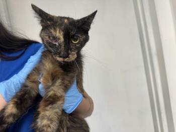 SIERRA -  Domestic Short Hair Cat for Adoption in San Bernardino, California - SIERRA | PetCurious