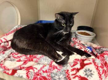 Walnut -  Domestic Short Hair Cat for Adoption in Pottsville, Pennsylvania - Walnut | PetCurious