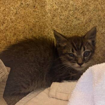 Wyatt -  Domestic Short Hair Cat for Adoption in Pasadena, California - Wyatt | PetCurious
