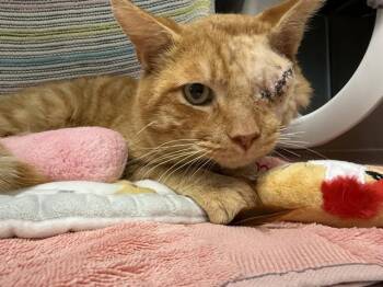 Domestic Short Hair Cats Available for Adoption - TANG | PetCurious