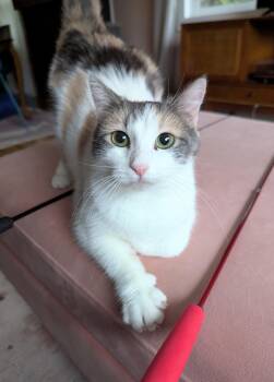 Domestic Short Hair and Dilute Calico Cats Available for Adoption - Bugs | PetCurious