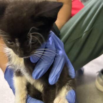 Charlie* -  Domestic Short Hair Cat for Adoption in San Gabriel, California - Charlie* | PetCurious