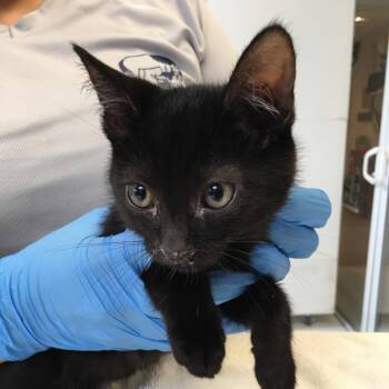 Edgar -  Domestic Short Hair Cat for Adoption in Ojai, California - Edgar | PetCurious