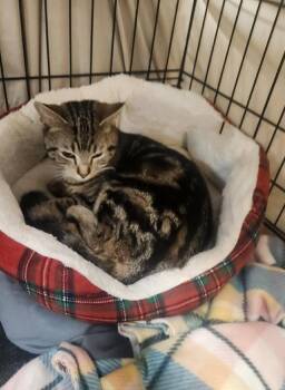 Domestic Short Hair Cats Available for Adoption in Rochester, New Hampshire - Oscar | PetCurious