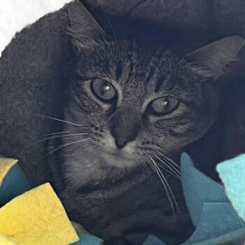Kendall -  Domestic Short Hair Cat for Adoption in Lenexa, Kansas - Kendall | PetCurious