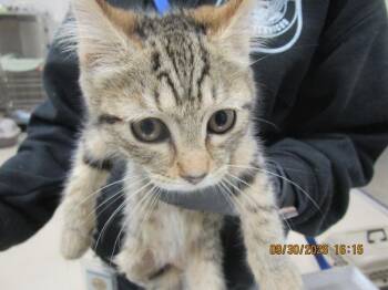 Stormy(646) -  Domestic Short Hair Cat for Adoption in Marietta, Georgia - Stormy(646) | PetCurious