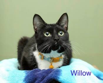 Rescue Domestic Short Hair Cats for Adoption in Parma, Ohio - WillowTwo | PetCurious