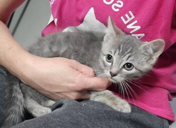 Luke -  Domestic Short Hair Cat Available for Adoption in Dickson, Tennessee - Luke | PetCurious